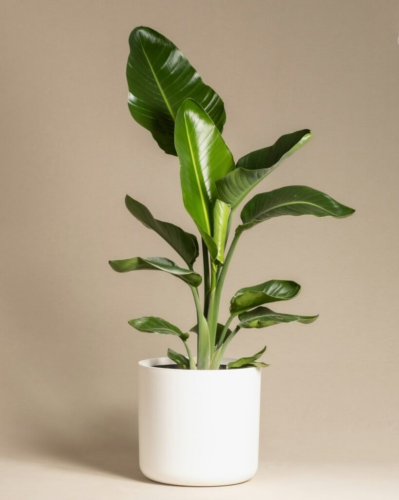 Monolith planter — product visualization